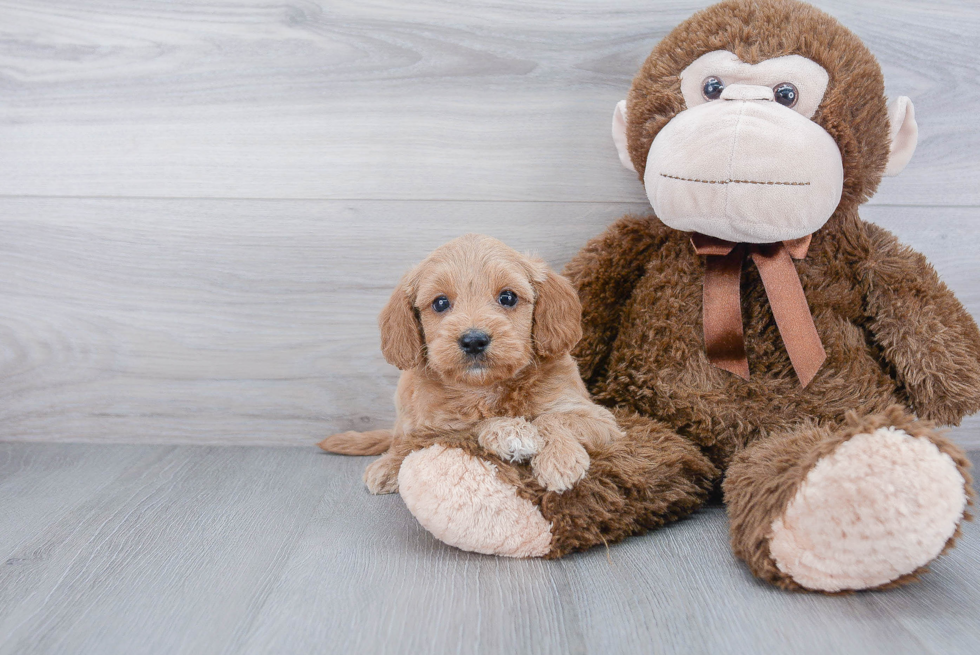 Mini Goldendoodle Puppy for Adoption