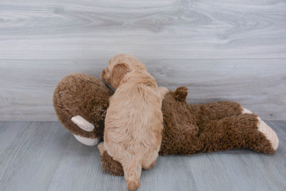 Popular Mini Goldendoodle Poodle Mix Pup