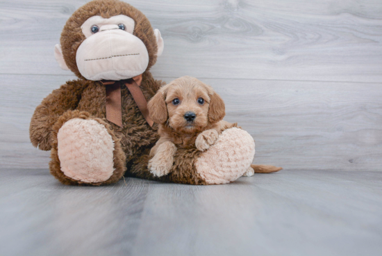 Petite Mini Goldendoodle Poodle Mix Pup