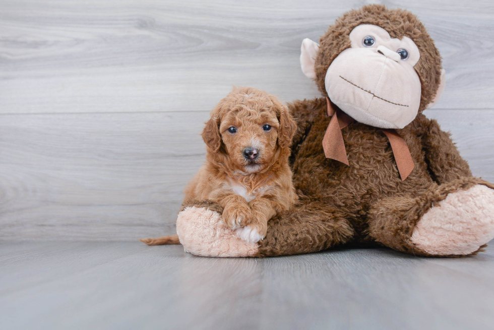 Best Mini Goldendoodle Baby