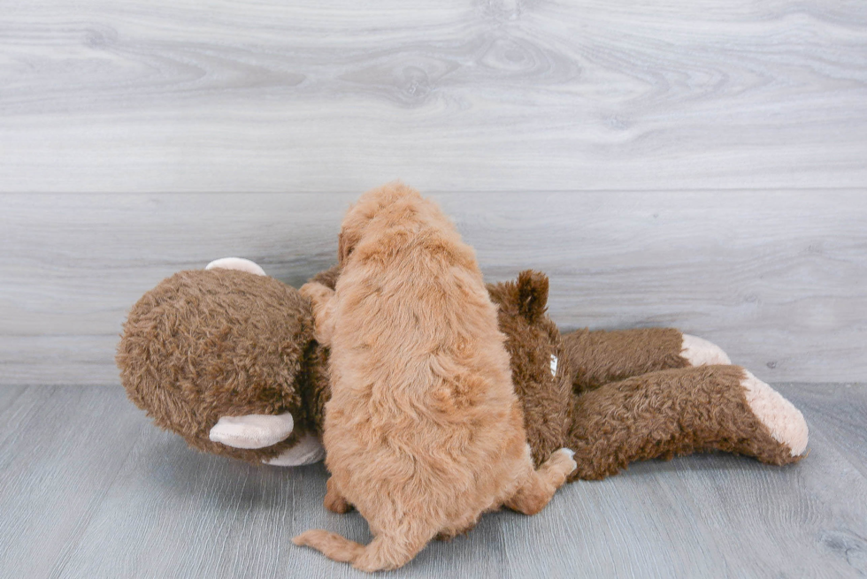 Energetic Golden Retriever Poodle Mix Puppy