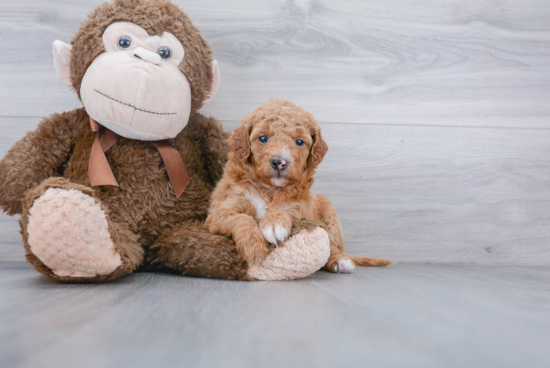 Popular Mini Goldendoodle Poodle Mix Pup