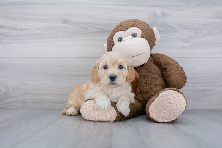 Smart Mini Goldendoodle Poodle Mix Pup