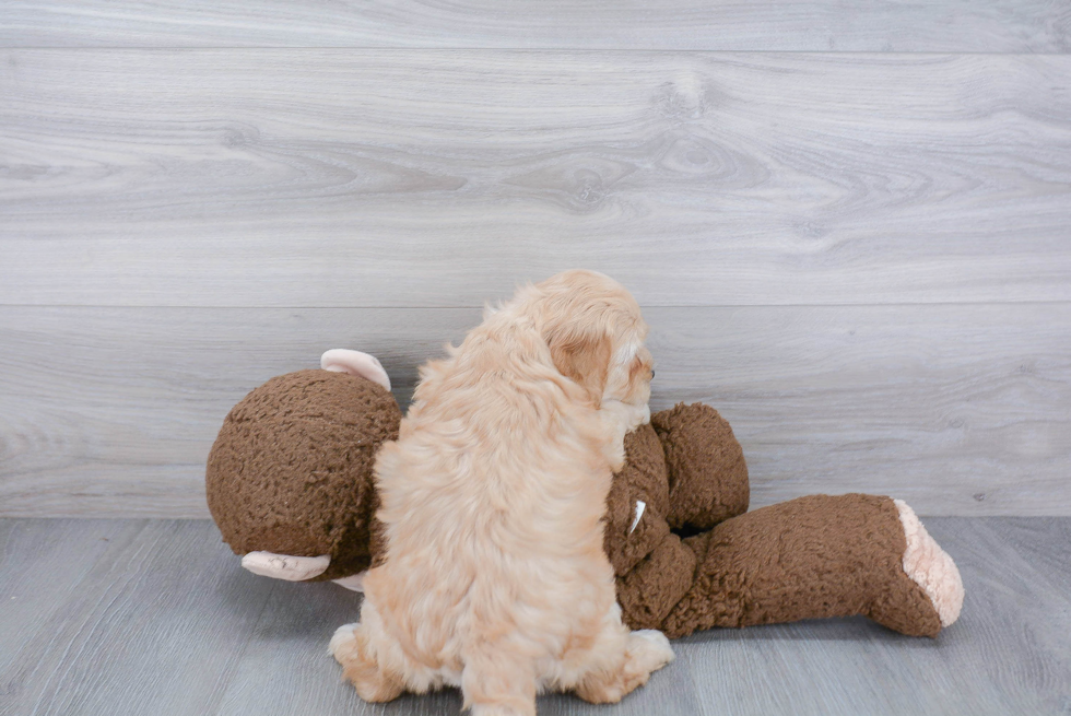 Small Mini Goldendoodle Baby