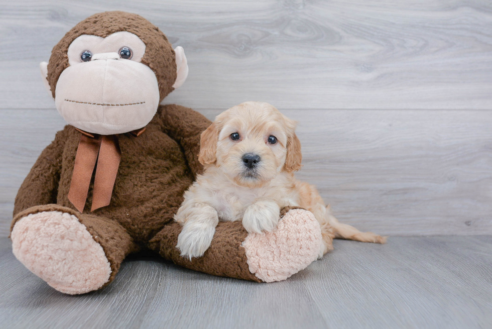 Energetic Golden Retriever Poodle Mix Puppy