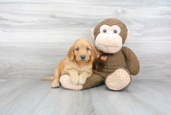 Sweet Mini Goldendoodle Baby