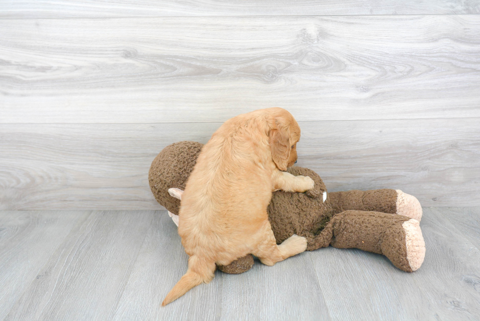 Mini Goldendoodle Puppy for Adoption