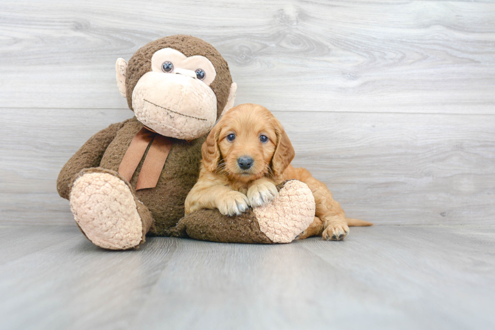 Best Mini Goldendoodle Baby