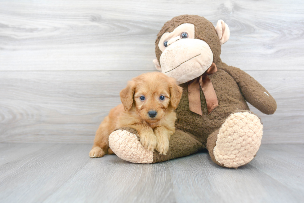 Best Mini Goldendoodle Baby