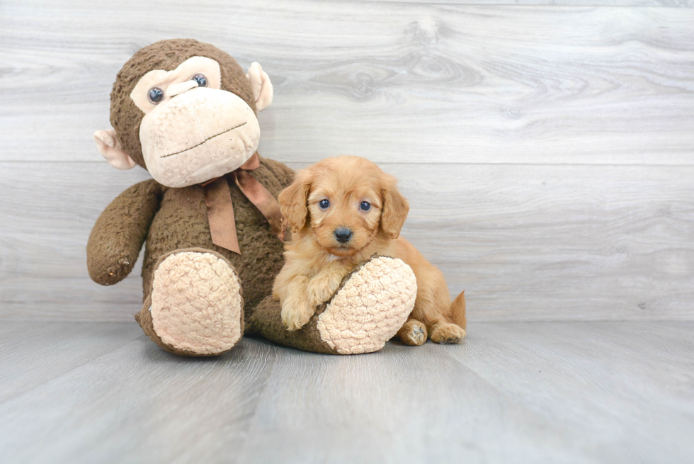 Playful Golden Retriever Poodle Mix Puppy