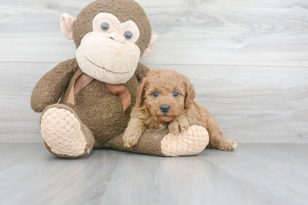 Playful Golden Retriever Poodle Mix Puppy