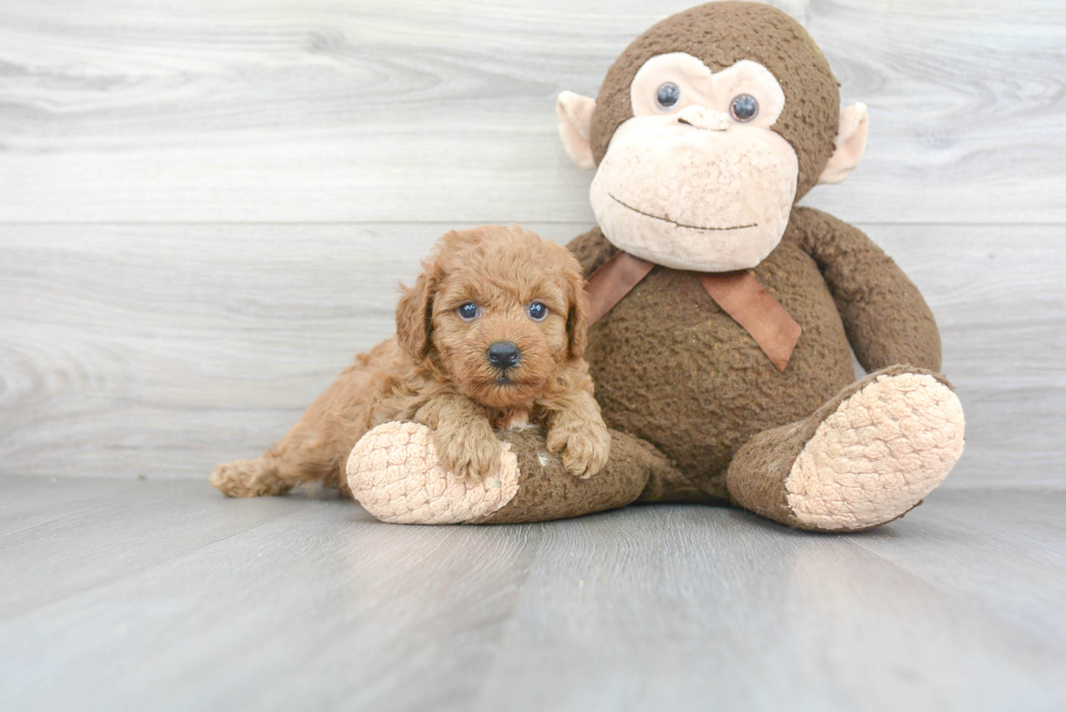 Best Mini Goldendoodle Baby