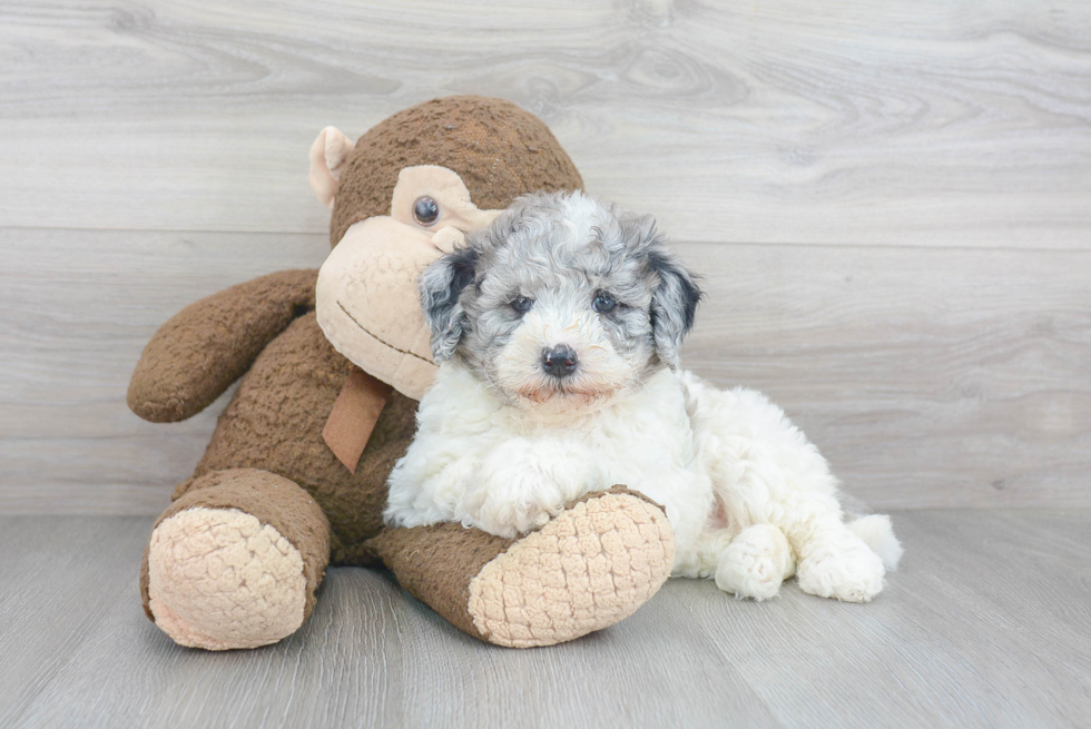 Mini Goldendoodle Pup Being Cute