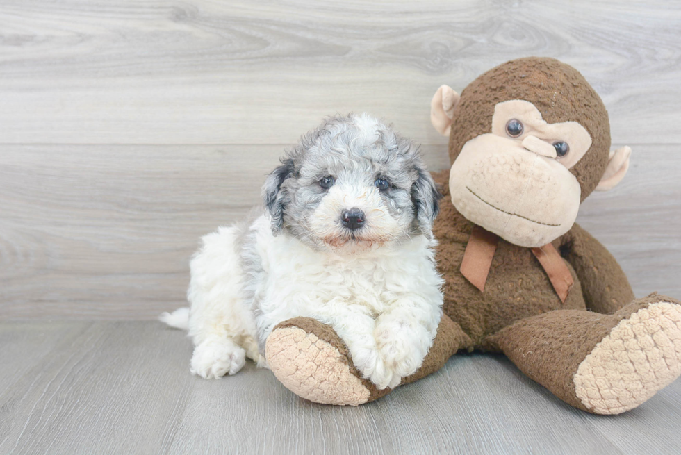 Funny Mini Goldendoodle Poodle Mix Pup