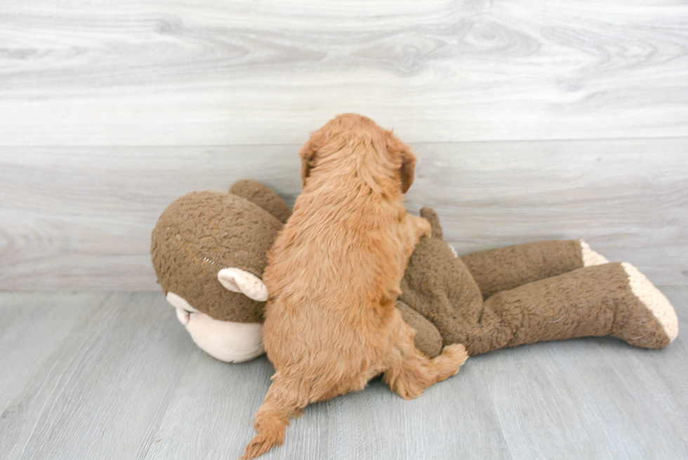 Mini Goldendoodle Pup Being Cute