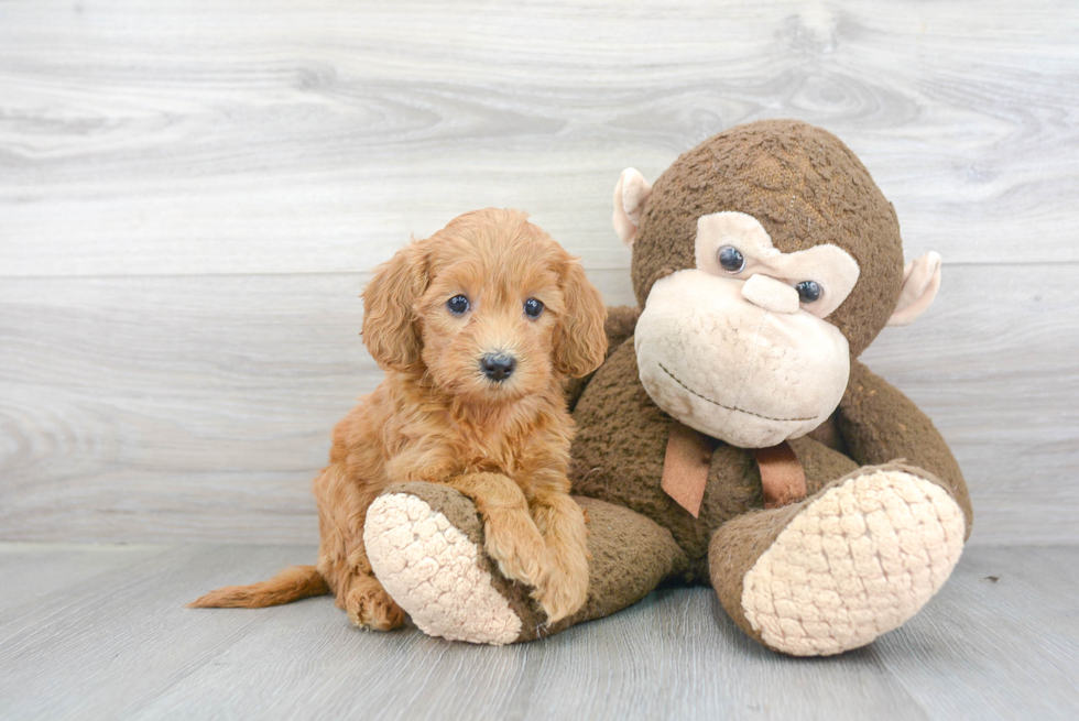 Best Mini Goldendoodle Baby