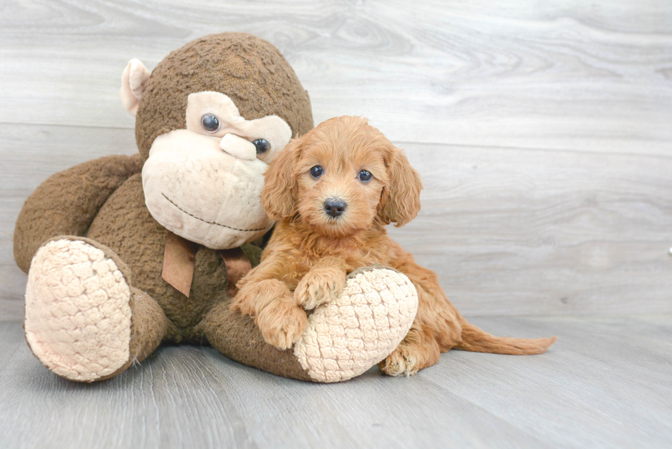 Smart Mini Goldendoodle Poodle Mix Pup