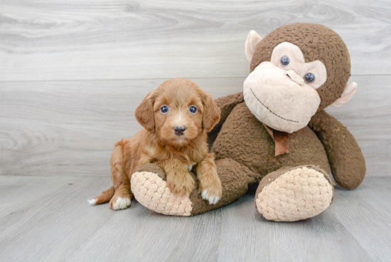 Mini Goldendoodle Puppy for Adoption