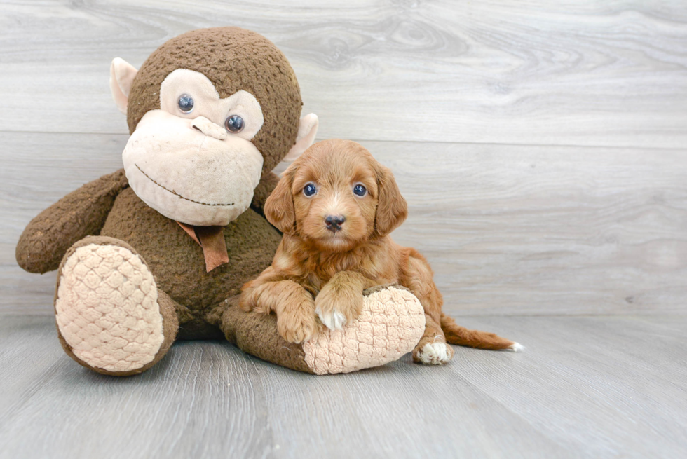 Popular Mini Goldendoodle Poodle Mix Pup