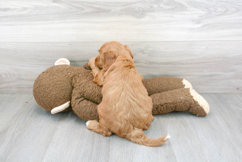 Adorable Golden Retriever Poodle Mix Puppy