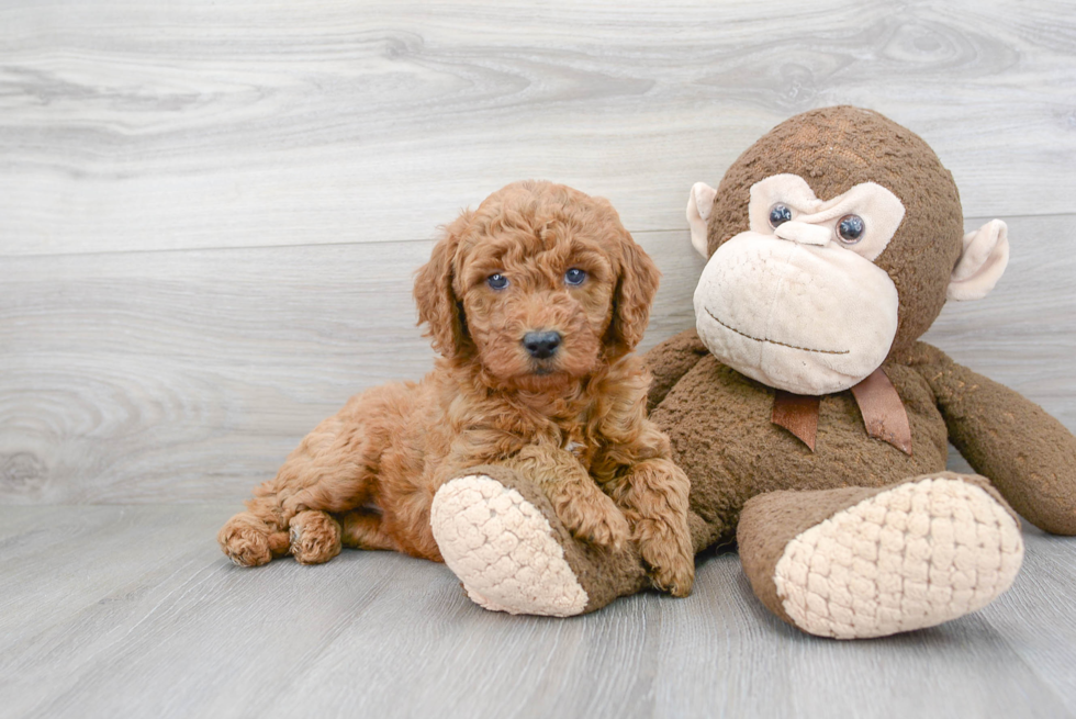 Little Golden Retriever Poodle Mix Puppy