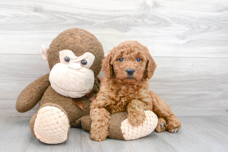 Best Mini Goldendoodle Baby