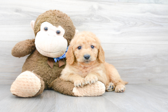 Little Golden Retriever Poodle Mix Puppy