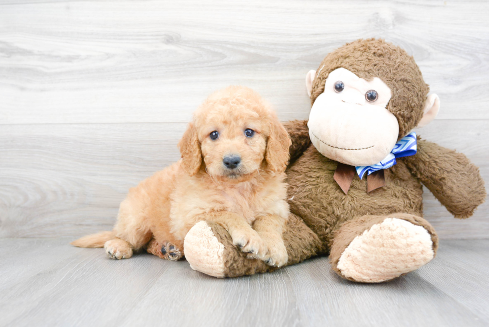 Happy Mini Goldendoodle Baby