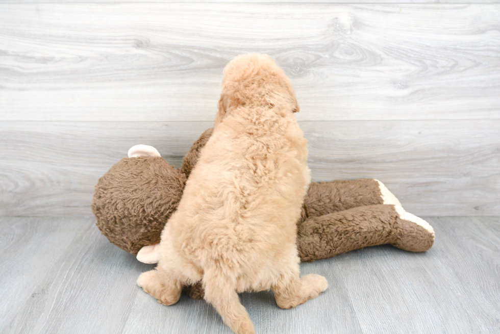 Friendly Mini Goldendoodle Baby