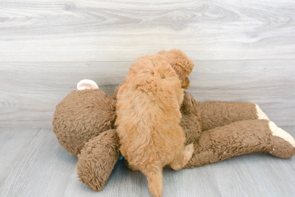 Hypoallergenic Golden Retriever Poodle Mix Puppy