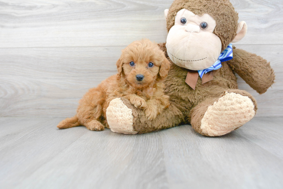 Little Golden Retriever Poodle Mix Puppy