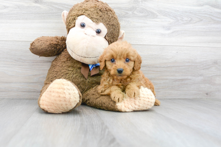 Cute Mini Goldendoodle Baby