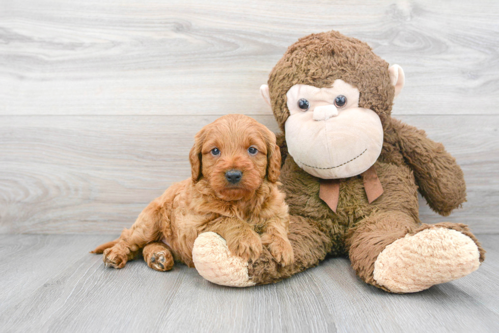 Mini Goldendoodle Pup Being Cute