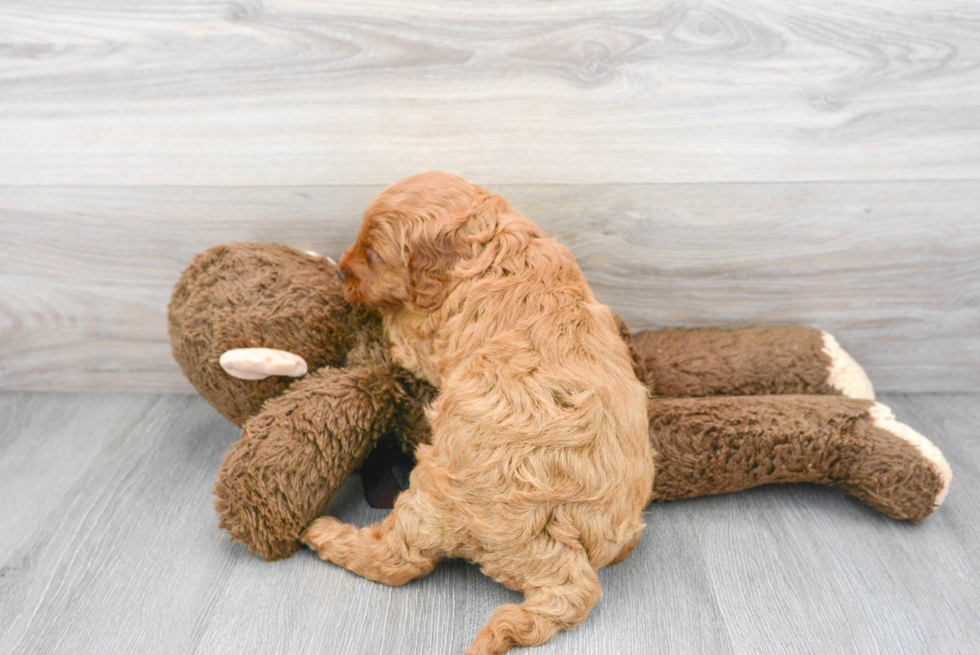 Mini Goldendoodle Pup Being Cute