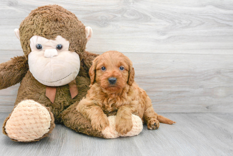 Mini Goldendoodle Pup Being Cute