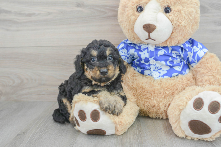 Sweet Mini Goldendoodle Baby