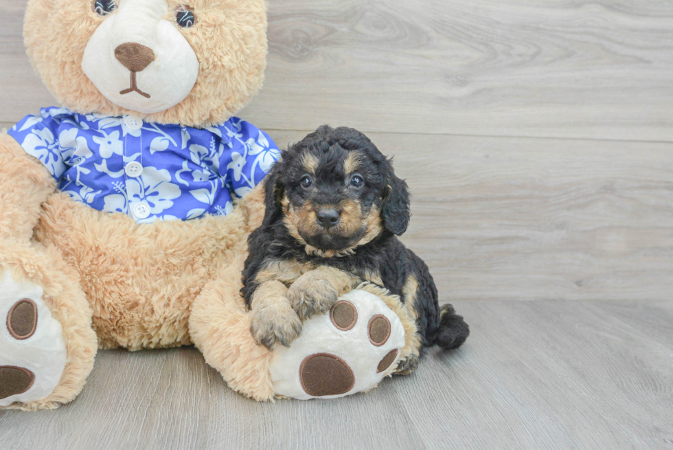 Best Mini Goldendoodle Baby