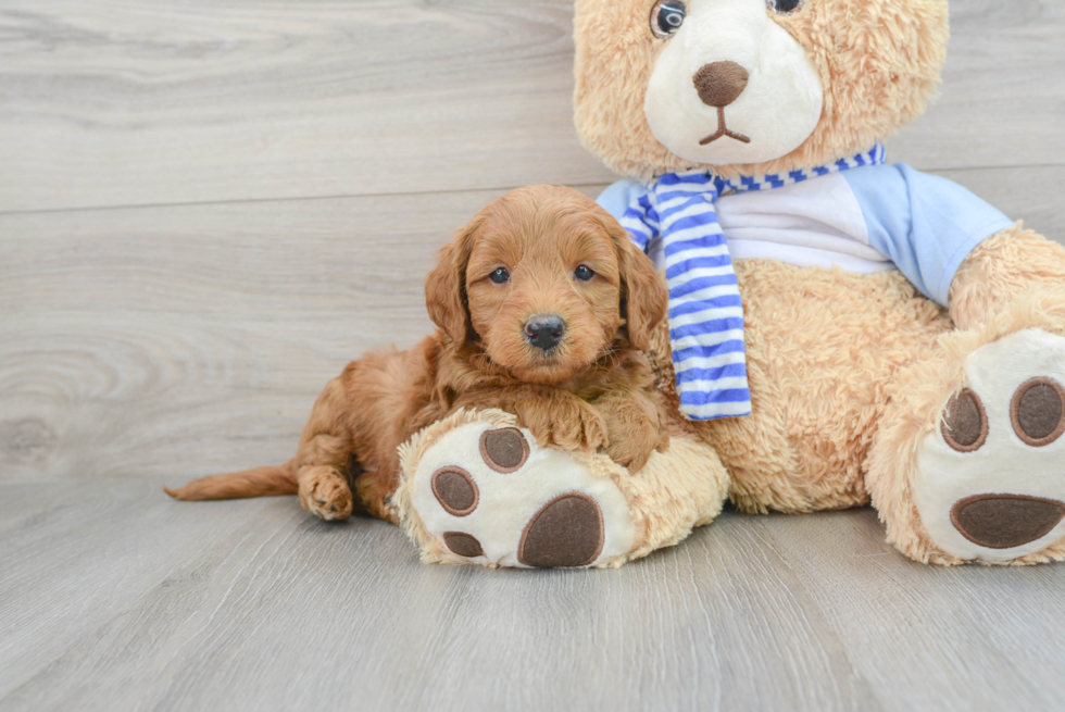 Mini Goldendoodle Puppy for Adoption