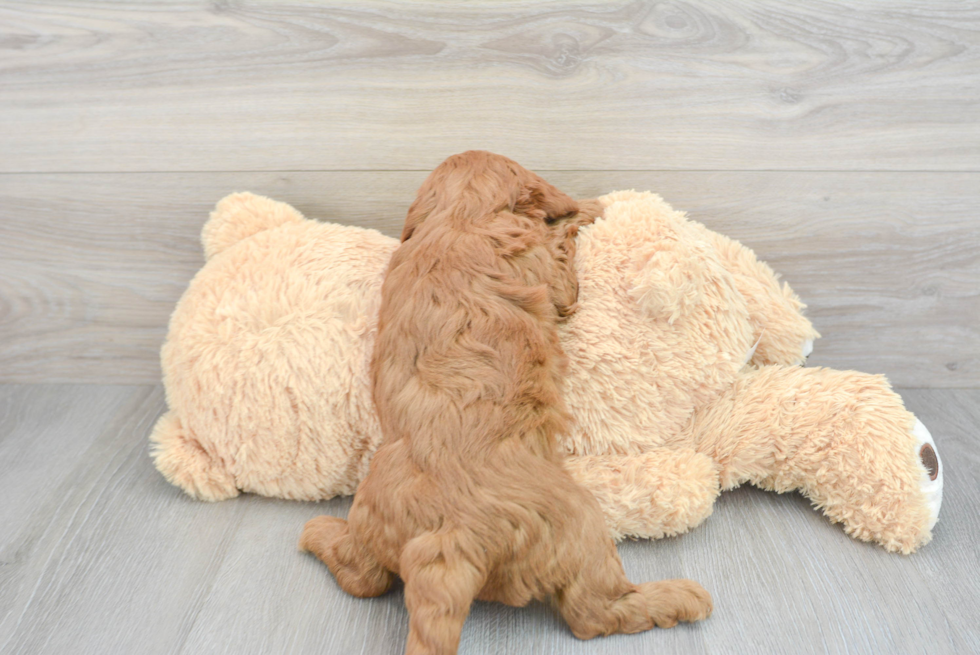 Best Mini Goldendoodle Baby