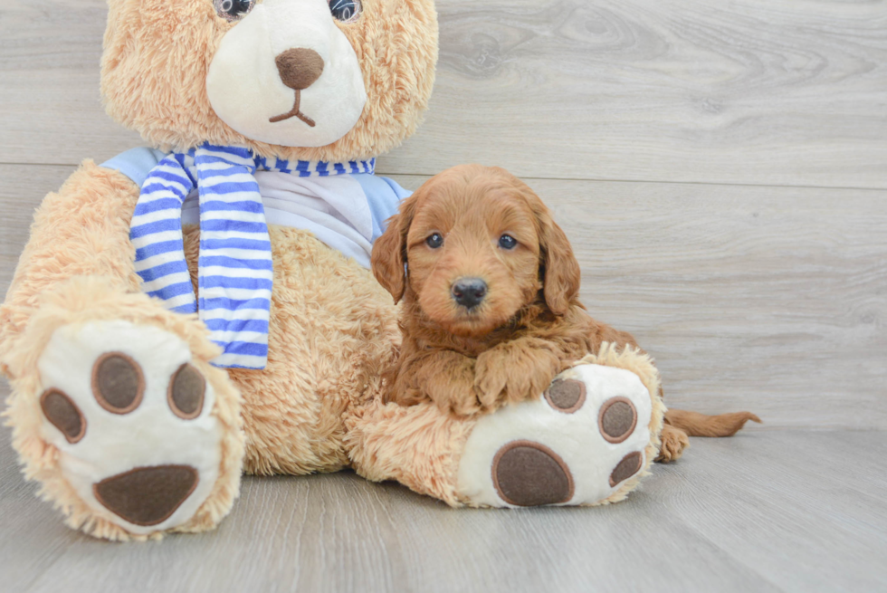 Cute Mini Goldendoodle Baby