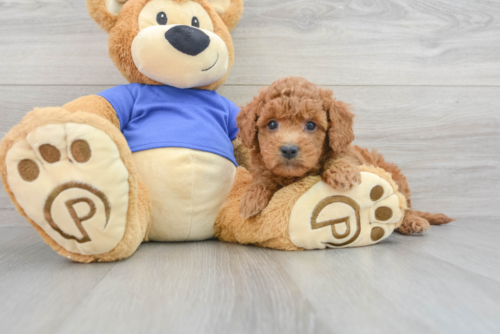 Mini Goldendoodle Pup Being Cute