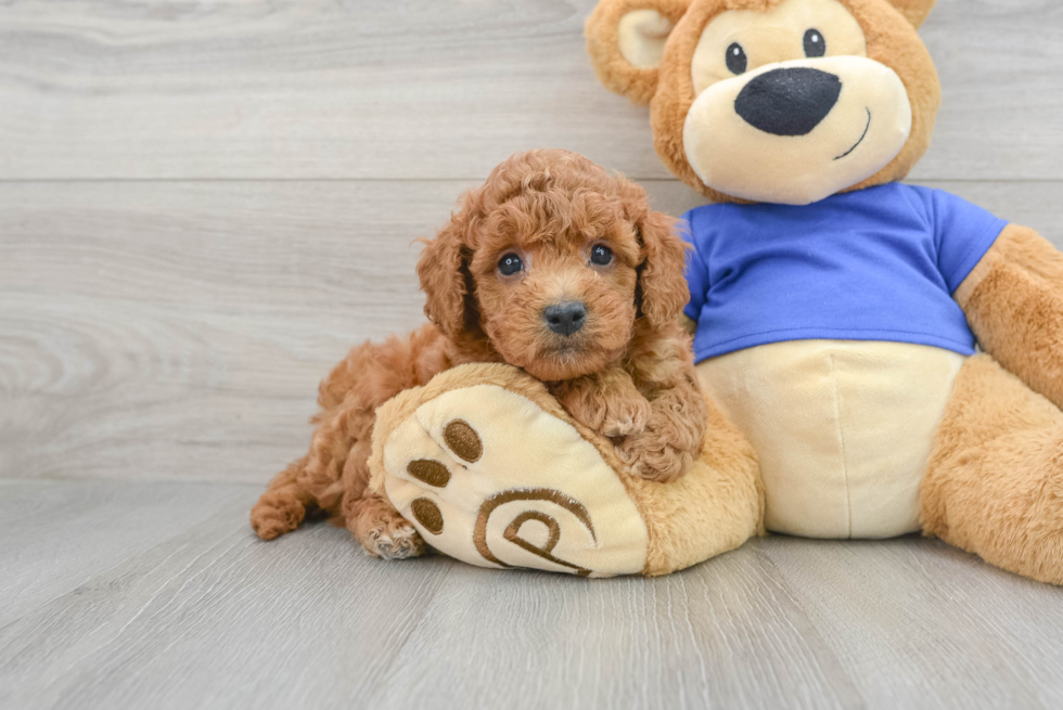 Mini Goldendoodle Pup Being Cute