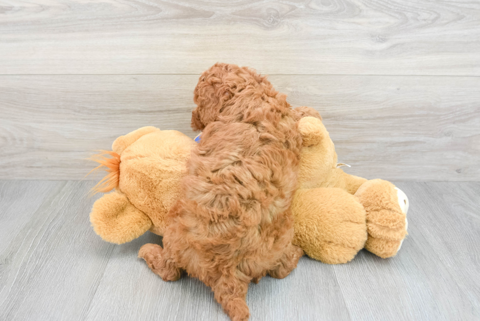 Smart Mini Goldendoodle Poodle Mix Pup