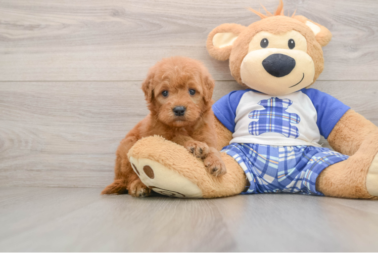Hypoallergenic Mini Goldiepoo Poodle Mix Puppy