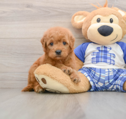 7 week old Mini Goldendoodle Puppy For Sale - Premier Pups