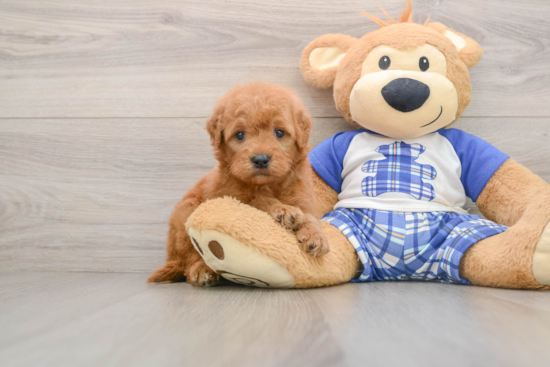 Hypoallergenic Mini Goldiepoo Poodle Mix Puppy