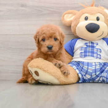 Hypoallergenic Mini Goldiepoo Poodle Mix Puppy