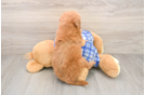 Mini Goldendoodle Puppy for Adoption