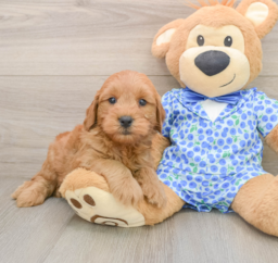 7 week old Mini Goldendoodle Puppy For Sale - Premier Pups