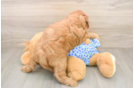 Fluffy Mini Goldendoodle Poodle Mix Pup